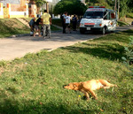 22/01/2008: JOVEN LESIONADO AL CHOCAR CON SU MOTO A UN PERRO.  El animal muri� producto del fuerte golpe que le propin� la moto. 